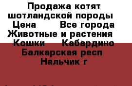 Продажа котят шотландской породы › Цена ­ - - Все города Животные и растения » Кошки   . Кабардино-Балкарская респ.,Нальчик г.